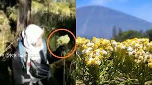 Bunga edelweis begitu cantik, sehingga mengundang keinginan banyak pendaki untuk memetiknya dan dibawa pulang. Nasib Pendaki Di Lawu Terjawab Kenapa Bunga Edelweis Tidak Boleh Dipetik Apa Mitos Bunga Edelweis Tribun Kaltim
