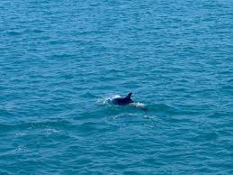 Excelentes tarifas e disponibilidade para casas de férias em portugal. Golfinho Na Travessia De Setubal A Ilha De Troia Portuga Flickr