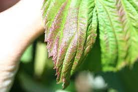 The canes are stiff and brittle, and the fruit small and crumbly. Raspberry Bush Leaves Turning Red Raspberry