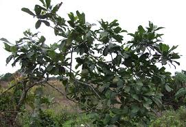 Image result for Voacanga thouarsii