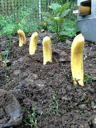 How To Grow Banana Plants Indoors And Outdoor Gowritter Banana Plants How To Grow Bananas Plants