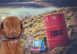 Les 20 Aliments Les Plus Toxiques Pour Les Chiens Et Les Chats Atavik