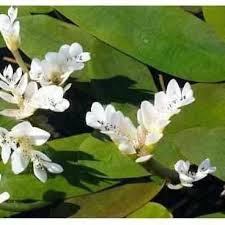 Image result for Aponogeton rehmannii