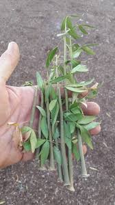 Image result for Searsia lucida