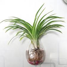 If plants start to yellow, decrease urine and increase water. Growing Spider Plants In Water How To Grow Spider Plant In Water