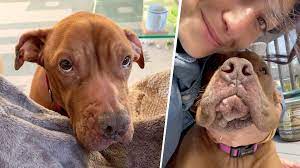 This dog was hopelessly broken. Then a woman showered her with love. | This  dog was hopelessly broken. Then a woman showered her with love. Follow us  on YouTube: youtube.com/geobeatsanimals | By