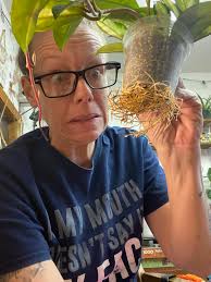 When to repot evergreen plants with circling roots?