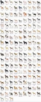 Medium Dog Breeds Chart Goldenacresdogs Com