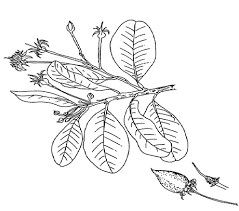 Image result for Mimusops kummel