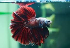 Delta betta 斗鱼标场 was live. Assorted Delta Tail Betta Fighting Fish The Aquarium Factory