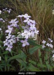 Image result for Conostomium natalense