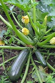 Auf nummer sicher gehst du, wenn du die zucchini später anpflanzt. Zucchini Wikipedia