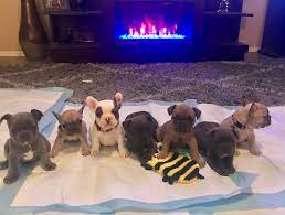 Find the perfect french bulldog. A Quality French Bulldog Puppies By Tc Home Facebook