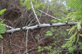 Image result for Acacia ataxacantha