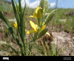 Image result for Hypoxis rigidula