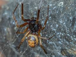 As a word of caution, any time you see red on the body of a black spider you need to be aware. Bite From Noble False Widow Spider Transmits Antibiotic Resistant Bacteria