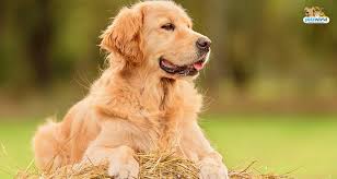 I have 2 gorgeous females and 1 handsome male available. Golden Retriever Top Dog Food Feeding Patterns To Know Pet Blog Dogs Cats Fishes And Small Pets Blog