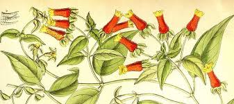 Image result for Manettia