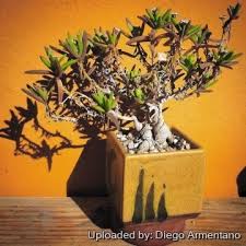 Image result for Macrotyloma densiflorum