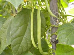 7 Cultivos Para Tu Primera Huerta Cultivo De Hortalizas Jardineria Jardineria Y Plantas