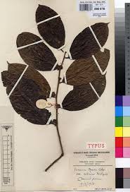 Image result for Icacinaceae