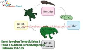 Kunci Jawaban Buku Siswa Kelas 3 Tema 1 Halaman 132 133 134 135 Jawaban Soal Tematik