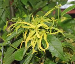 Check spelling or type a new query. 14 Of The Best Fragrant Flowers To Grow For A Sweet Scented Garden Dengarden