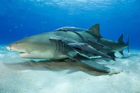 A new study has found that tiger sharks regularly eat backyard birds, including doves and sparrows. Are Sharks Good Mothers An Unbiased View Ocean Syrup