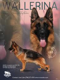 Von Calvo German Shepherds German Shepherd Breeders German Shepherd German Shepherd Dogs