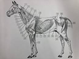 Horse trivia questions answer printable quiz. Equine Superficial Muscles Quiz By Obz78