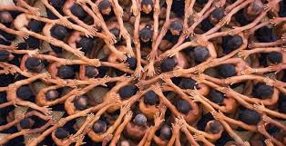 Hasil gambar untuk tari kecak