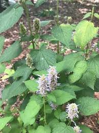 Image result for Distephanus divaricatus