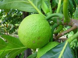 Pin En Arboles Frutales