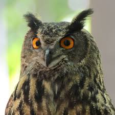 Bird With Big Eyes Nature Bird Wing Pen Wildlife Wild Pet Beak Owl Fauna Peck Bird Of Prey Birds Eyes Eye Animals Ears Look Vertebrate Wise Feb Owls Big Eyes Great Grey Owl Sowa P