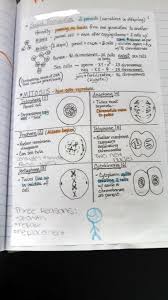Biological classification worksheet answers best of. Section 1 Reinforcement Cell Division And Mitosis Worksheet Answers Promotiontablecovers