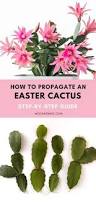 Image result for cactus cuttings