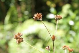 Image result for Elephantopus mollis