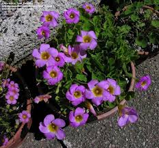 Image result for Oxalis depressa