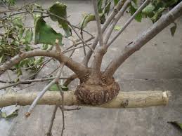 It is the only speci. Mistletoe Plant Or Parasitic Plant Medicinal Properties And Growing Www Plantforherb Com