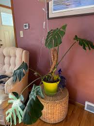 I used to love this moss pot.