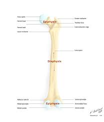 12 photos of the long bone diagram labeled. Labelled Image Of Femur Long Bone Of The Thigh Showing Epiphyses Diaphysis Forea Capitis Femoral Head Femoral Axial Skeleton Skeleton Parts Body Anatomy