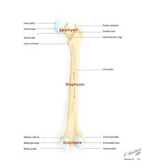 A similar cellular region and fibrous layer lies on the outside of the bone, the periosteum. Labelled Image Of Femur Long Bone Of The Thigh Showing Epiphyses Diaphysis Forea Capitis Femoral Head Femoral Axial Skeleton Skeleton Parts Body Anatomy