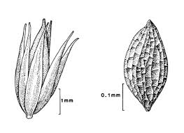 Image result for Juncaceae