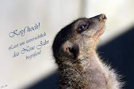 Kopf Hoch Foto Bild Silvester Natur Zoo Bilder Auf Fotocommunity