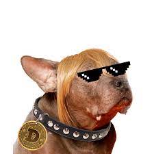 Finn Adoptadogecoin Let S Send Dog Adoptions To The Moon
