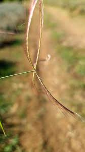 Image result for Chloris pycnothrix