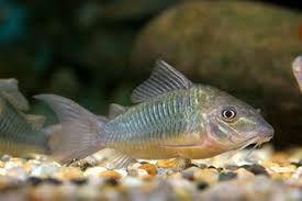 Emerald Cory Cat X4 Tropical Fish Store Tropical Aquarium Tropical Fish