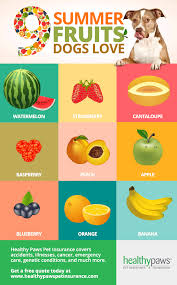 9 Summer Fruits Dogs Love Healthy Paws