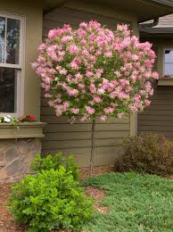 This enduring tree will continue to bloom until the first frost. 18 Lilac Varieties Hgtv