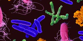 Image result for Bacteria